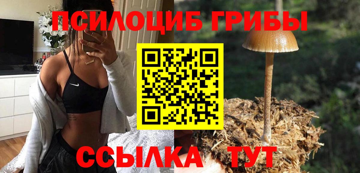 Псилоцибиновые грибы Psilocybine cubensis Сосновый Бор